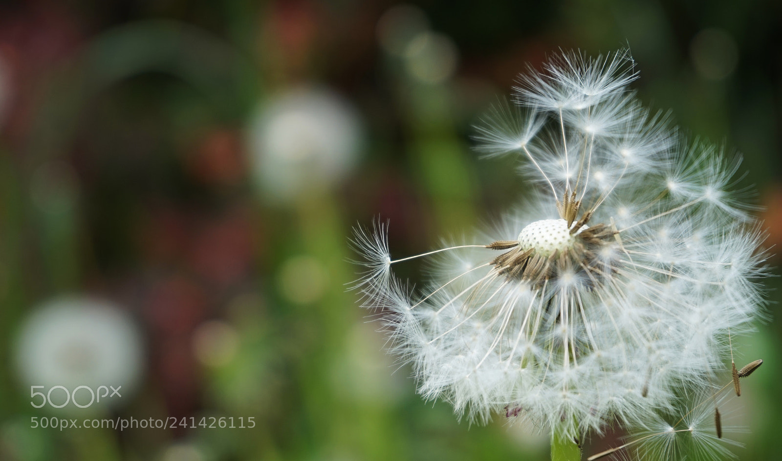 Sony Alpha a5000 (ILCE 5000) sample photo. Dandelion in the spring photography
