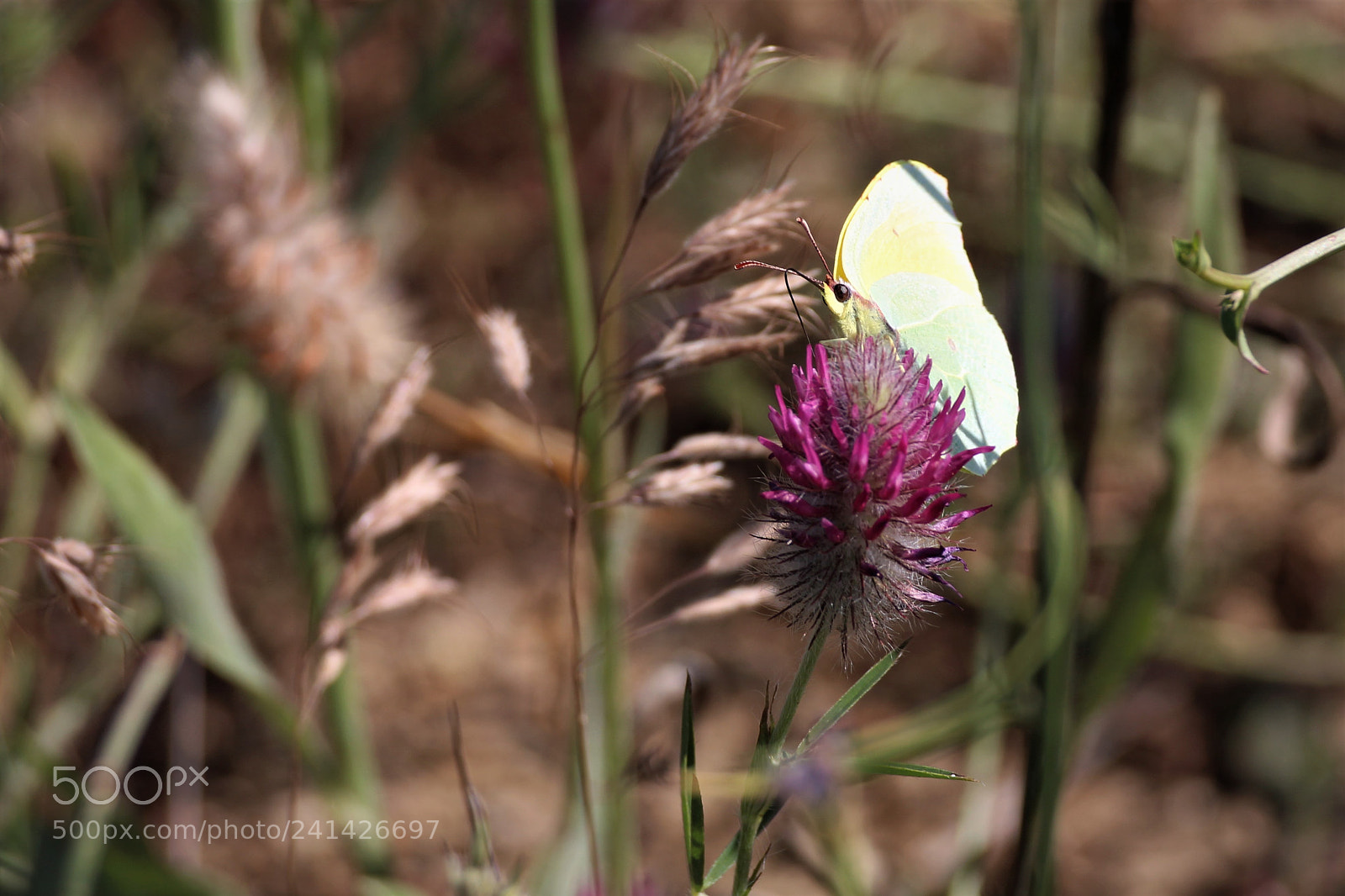 Canon EOS 650D (EOS Rebel T4i / EOS Kiss X6i) sample photo. In the meadows photography