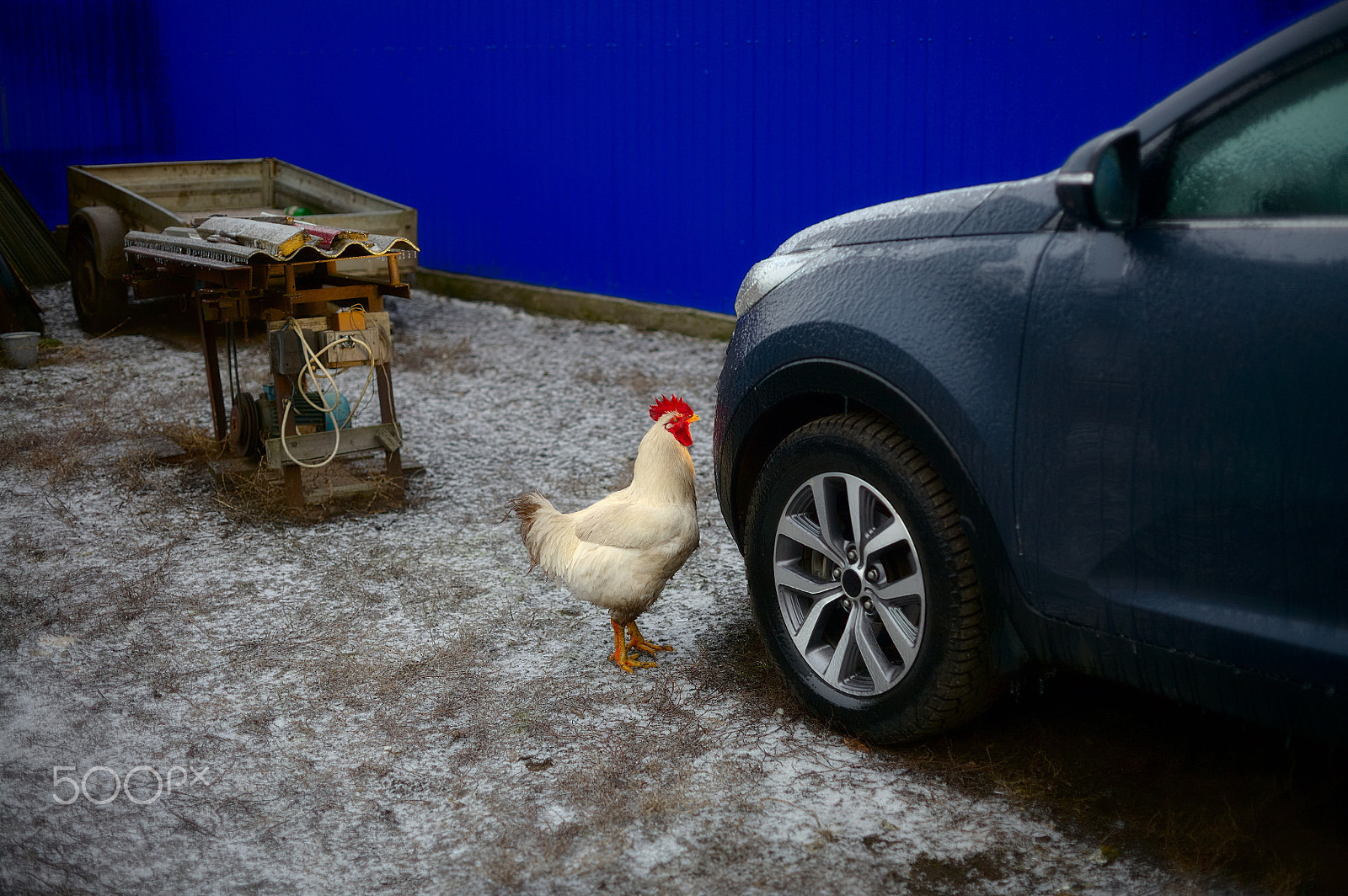 Canon EF 35-80mm f/4-5.6 sample photo. Cockerel looks at the headlight of the car. photography