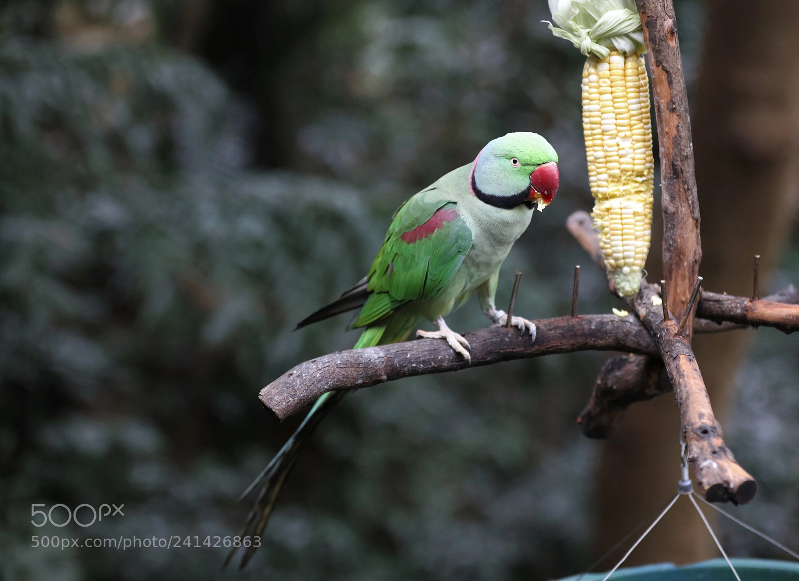Canon EOS 5DS R sample photo. Alexandrine parakeet photography