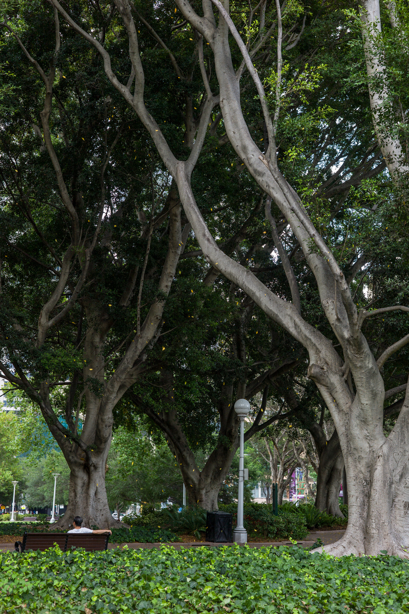 Leica M9 + Summicron-M 50mm f/2 (IV, V) sample photo. In the park photography