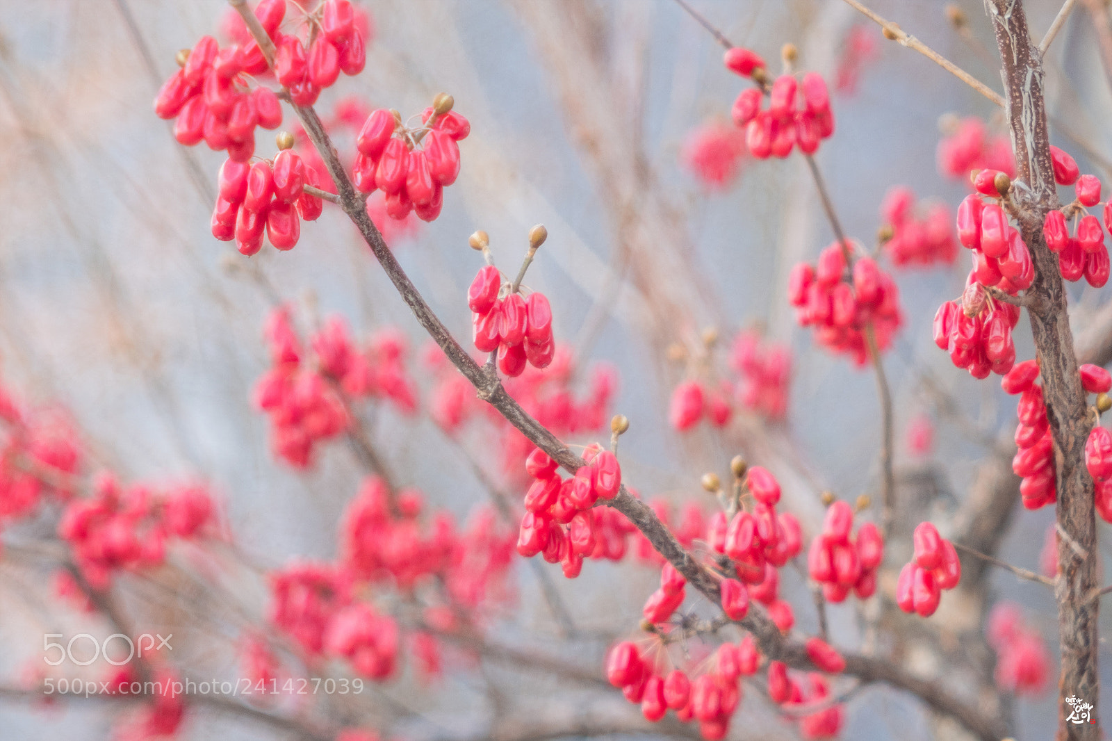 Fujifilm X-T2 sample photo. Cornus berry photography