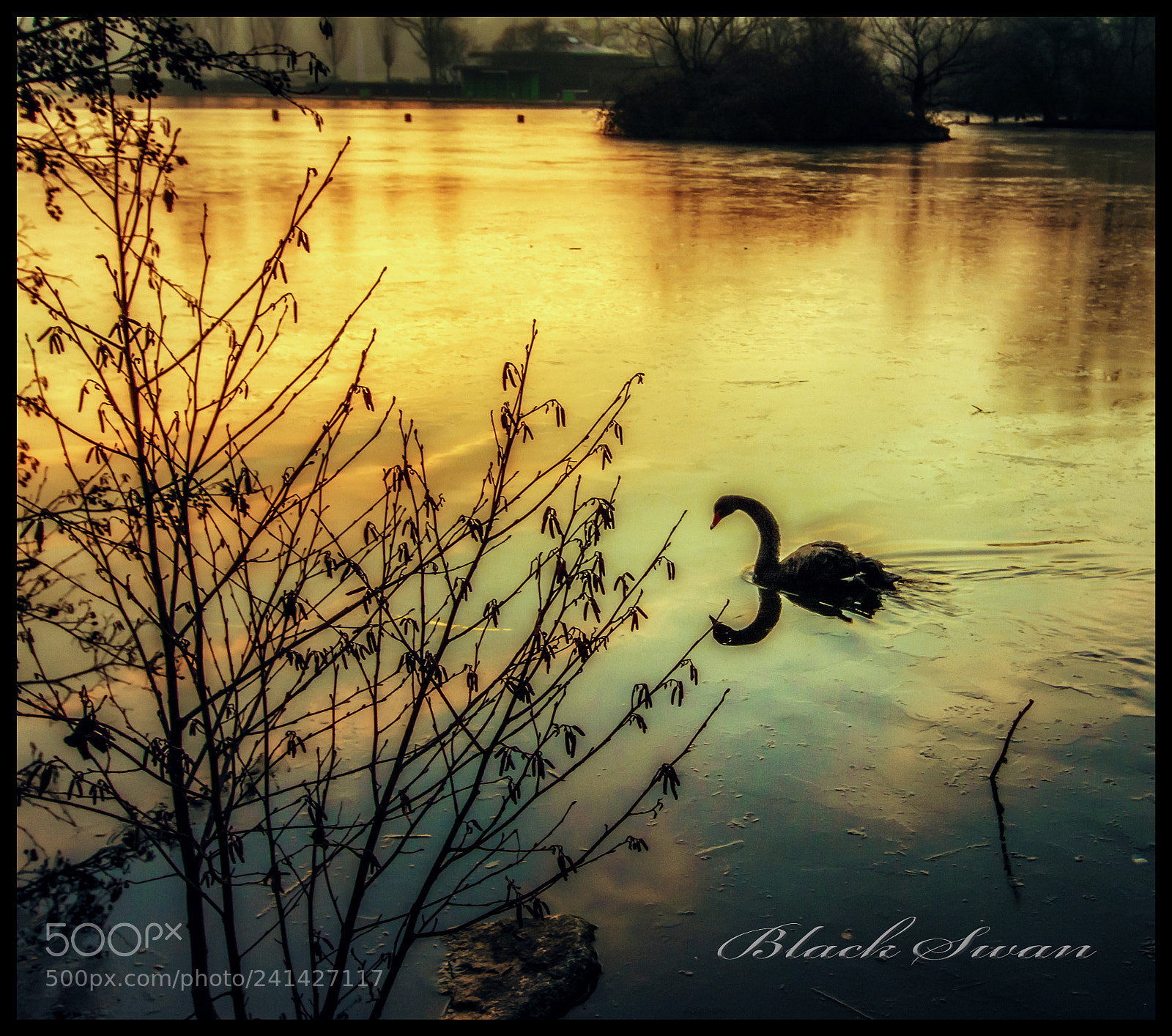 Nikon D7100 sample photo. Black swan photography