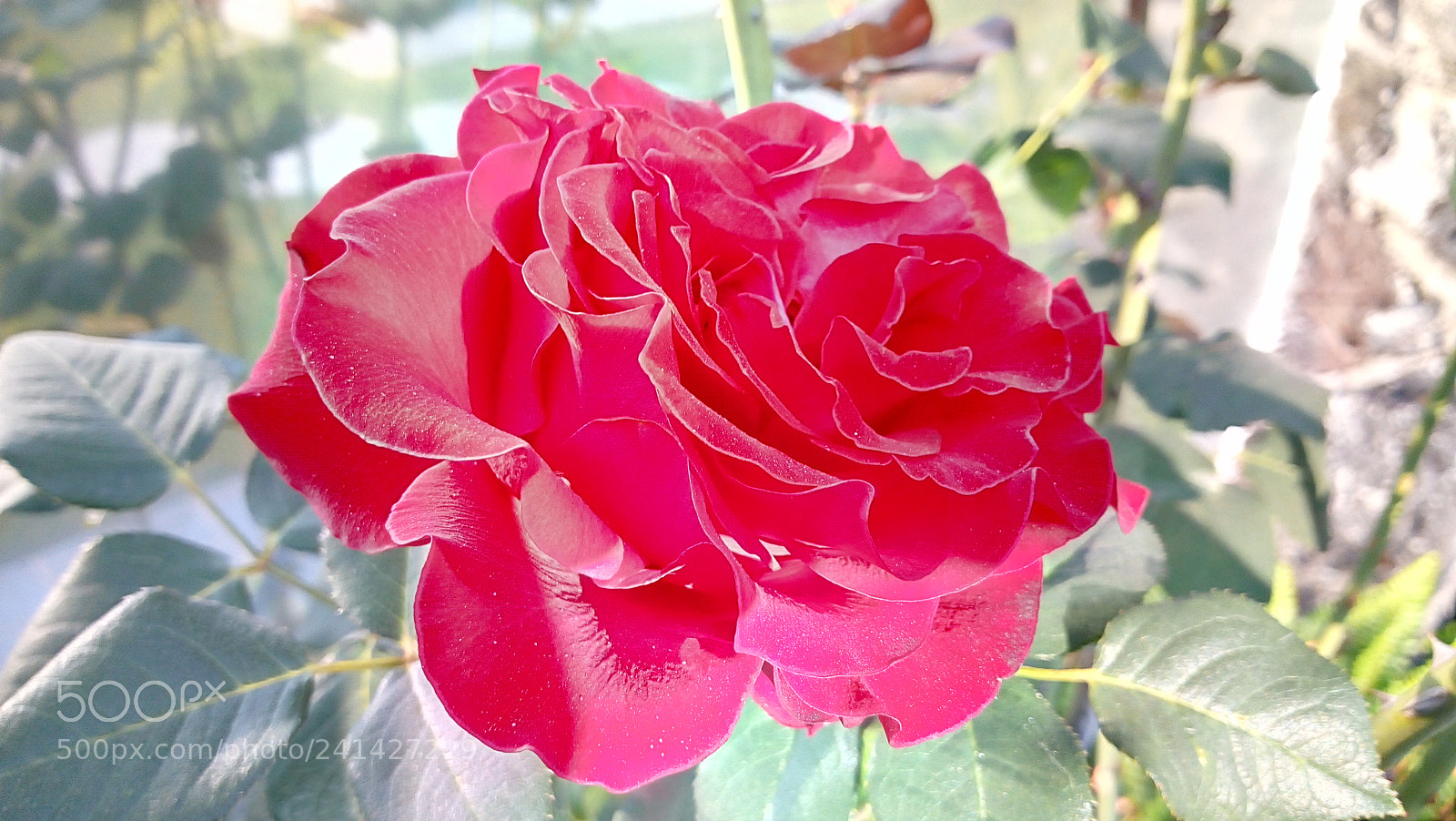 Motorola Moto E (4) Plus sample photo. Rose photography
