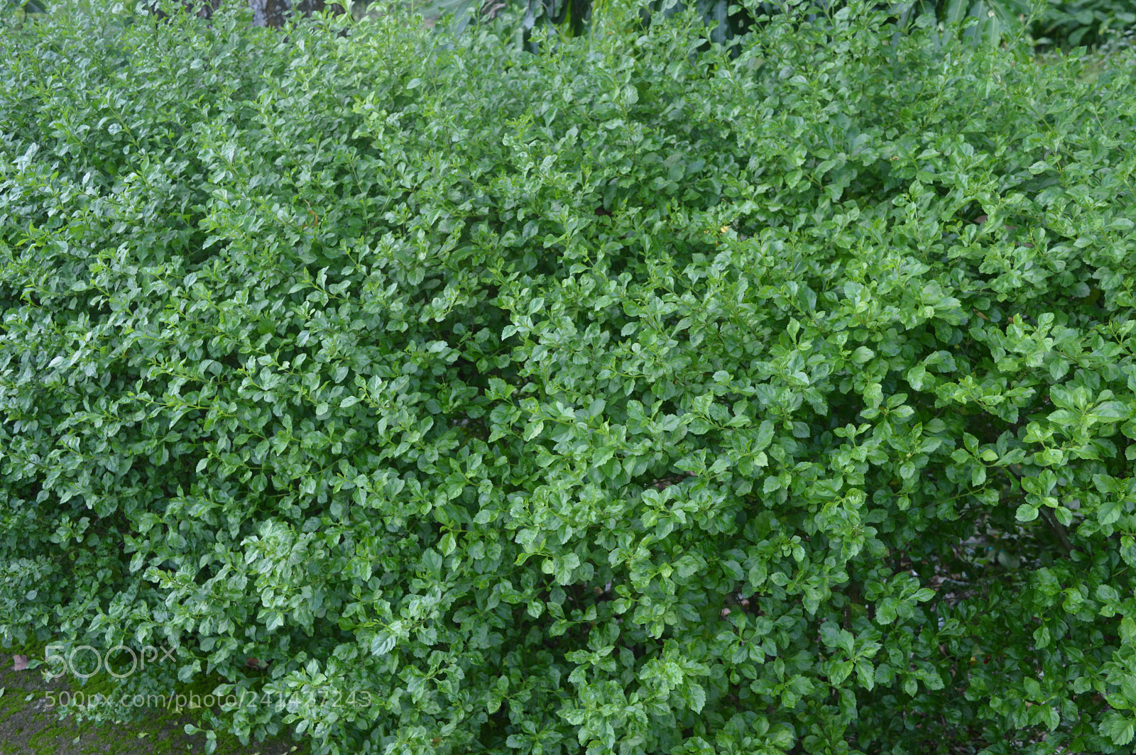 Nikon D3200 sample photo. Green photography