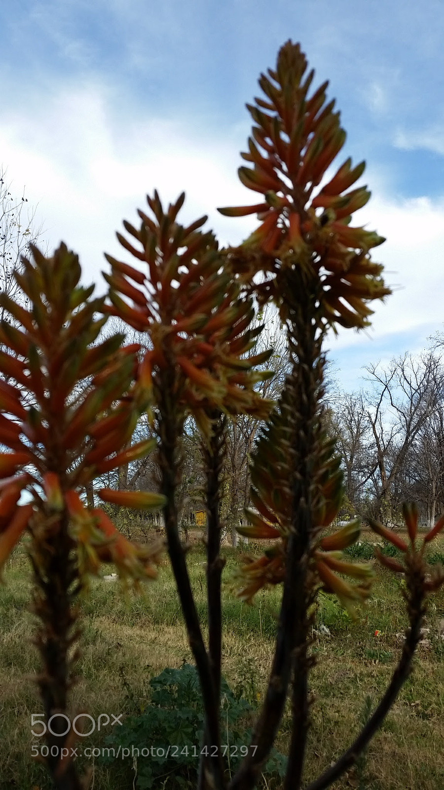 Samsung Galaxy S5 sample photo. Every flower is beautiful photography