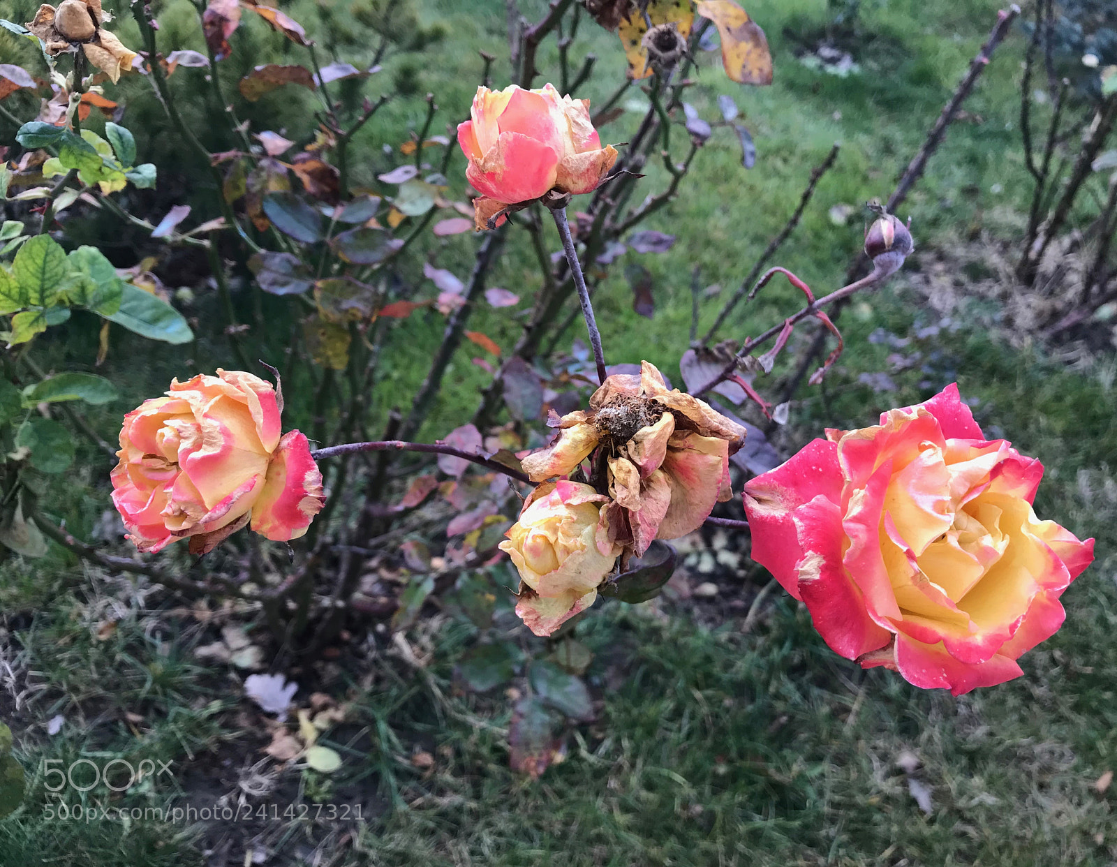 Apple iPhone 7 sample photo. Untitled photography