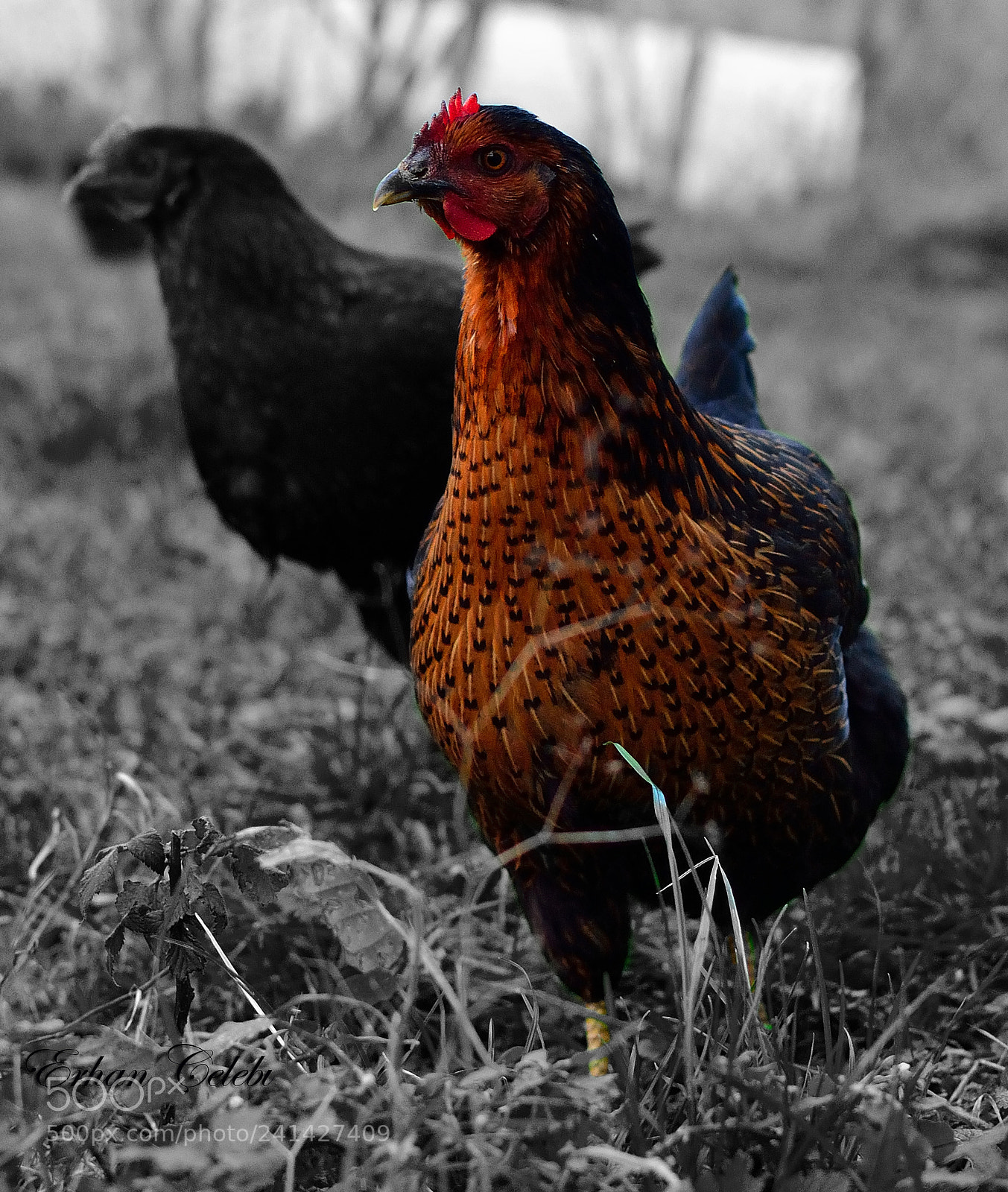 Nikon D3100 sample photo. The chicken photography