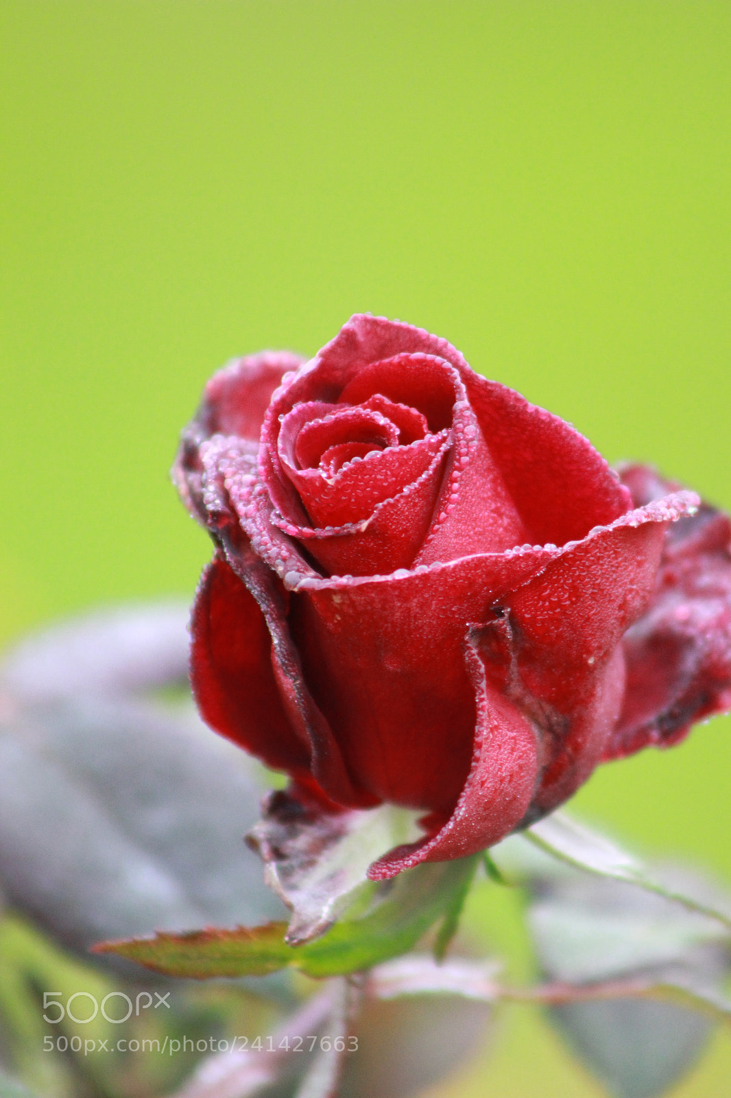 Canon EOS 650D (EOS Rebel T4i / EOS Kiss X6i) sample photo. Untitled photography