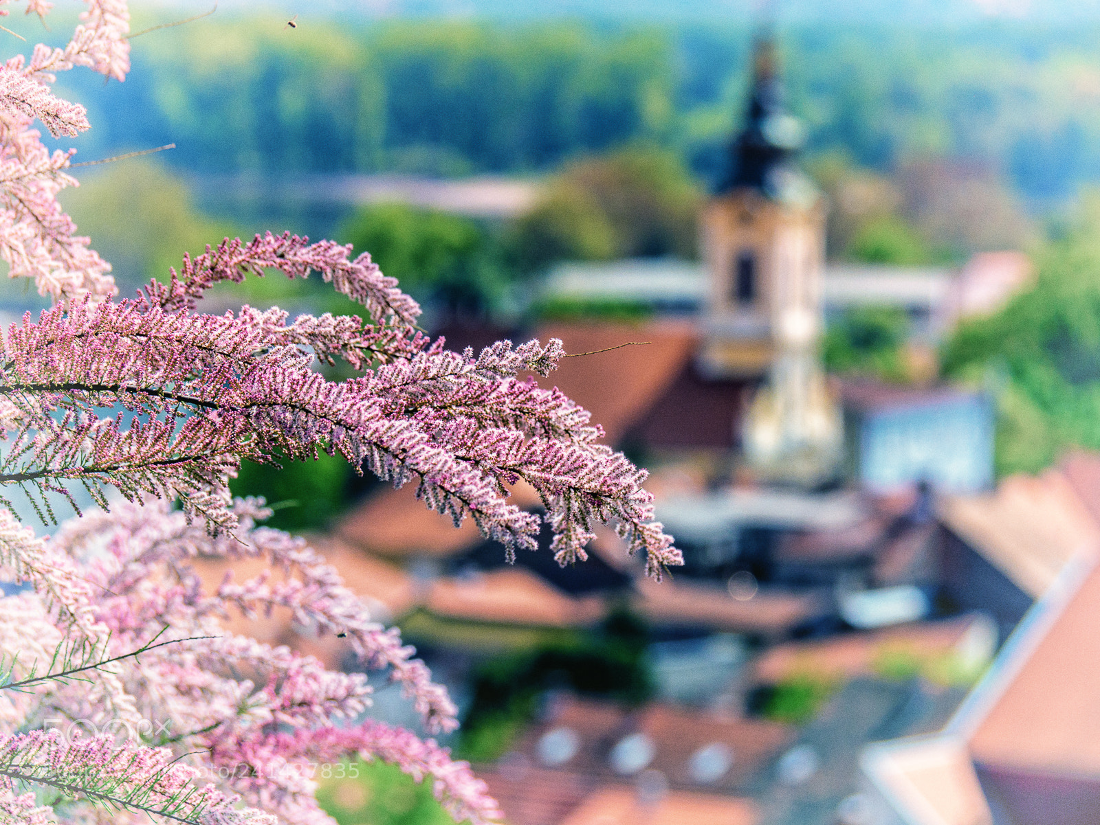 Panasonic Lumix DMC-G7 sample photo. Spring time in zemun photography