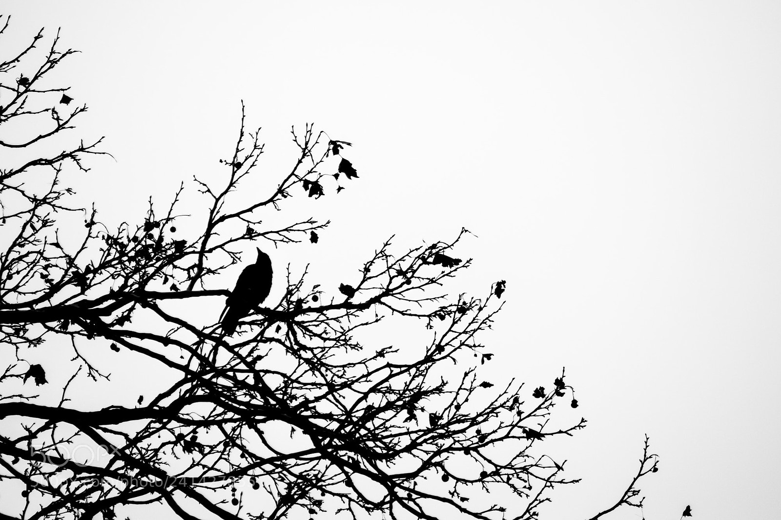 Nikon D3200 sample photo. A look to the photography