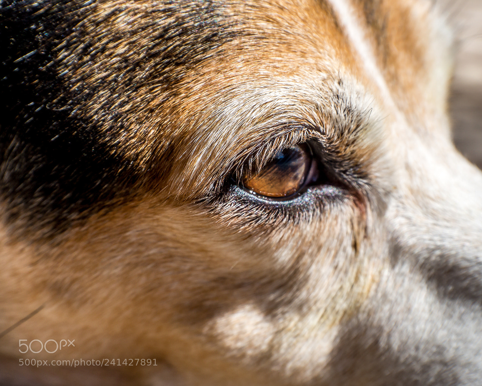 Sony Alpha a5000 (ILCE 5000) sample photo. Eye hound photography