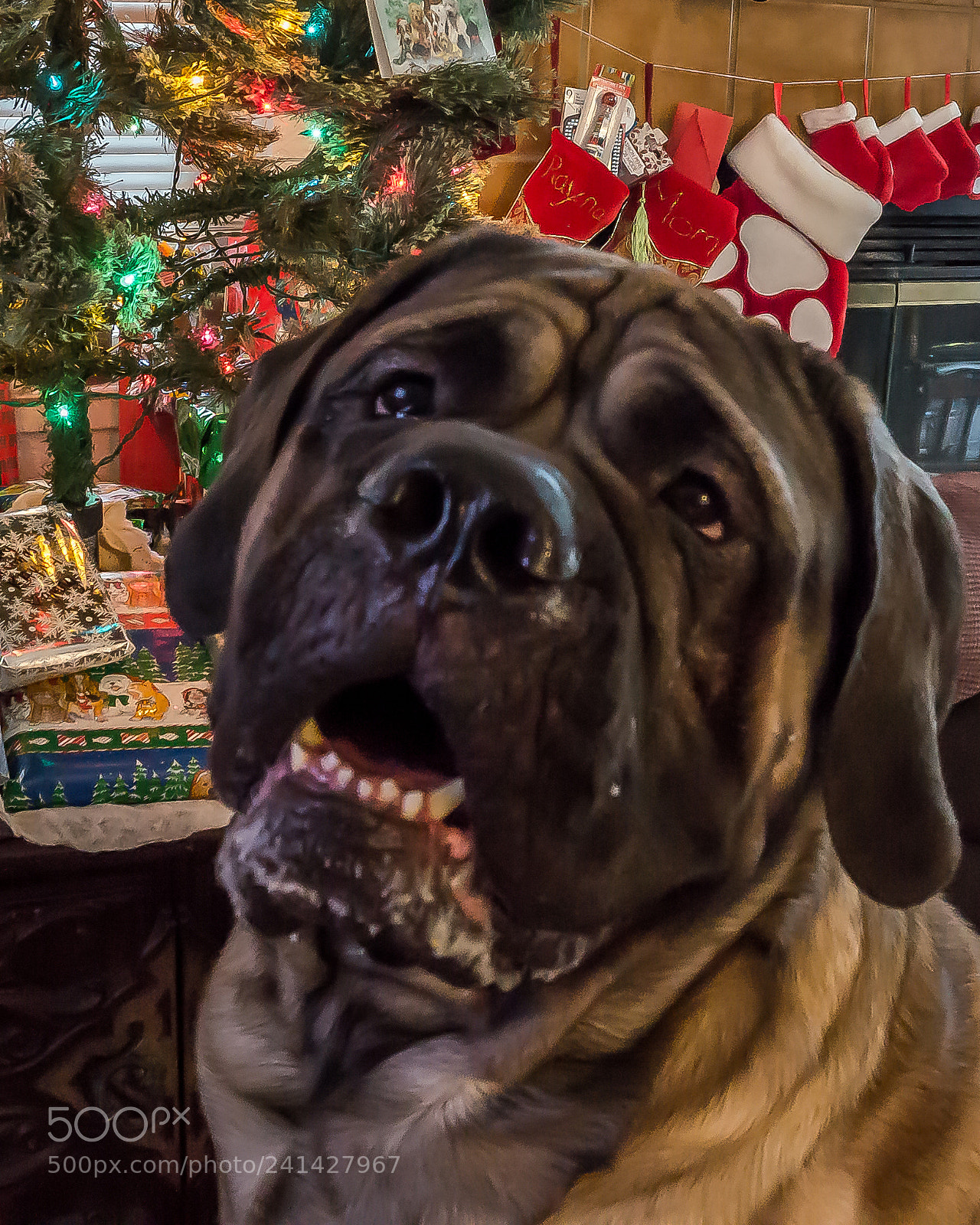 Sony Alpha a5000 (ILCE 5000) sample photo. English mastiff christmas photography