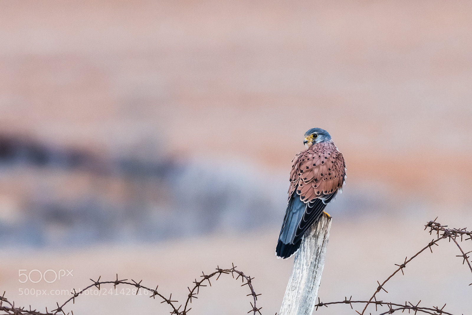 Nikon D500 sample photo. Kestrel on the watch photography