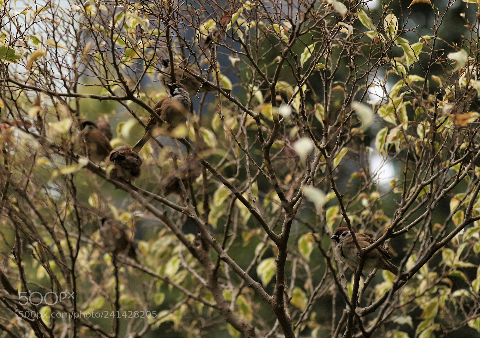 Canon EOS 5DS R sample photo. How many photography