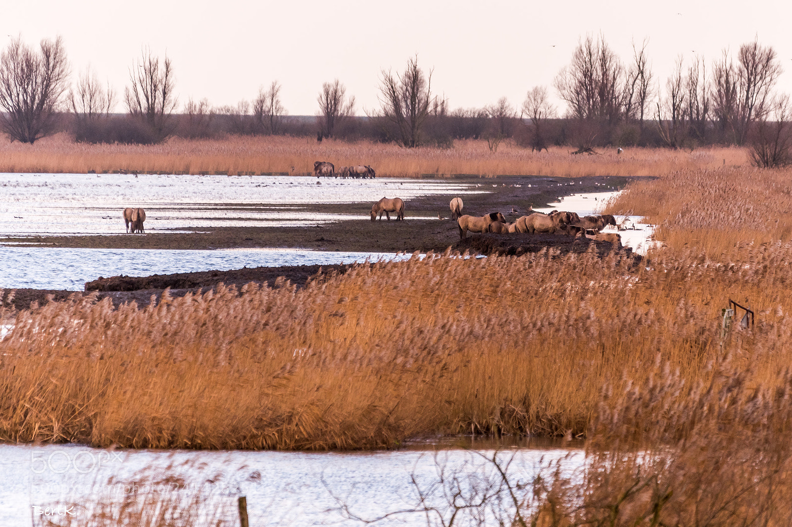 Nikon D500 sample photo. Wild horses photography
