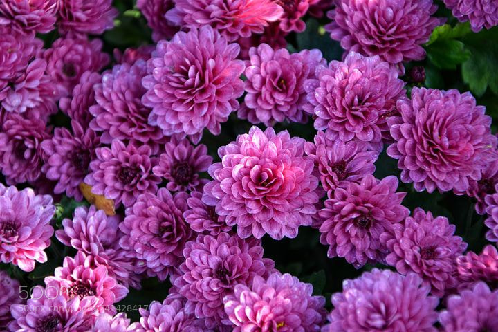 Nikon D7100 sample photo. Flower photography