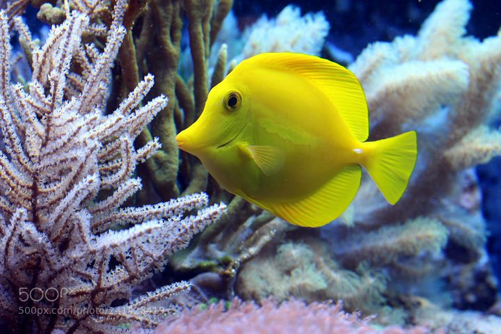 Canon EOS 1300D (EOS Rebel T6 / EOS Kiss X80) sample photo. Fish photography