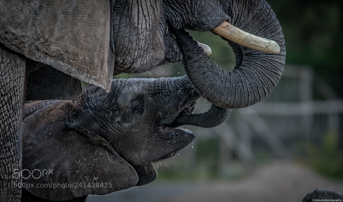 Nikon D500 sample photo. I'm not your trophy !!! photography