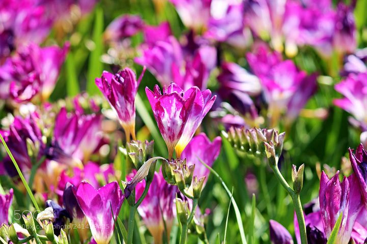 Canon EOS 1100D (EOS Rebel T3 / EOS Kiss X50) sample photo. Freesia photography
