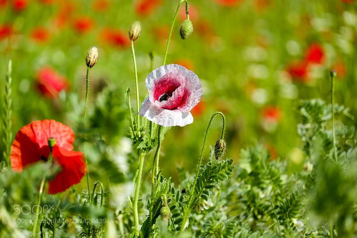 Fujifilm X-T10 sample photo. Klatschmohn photography