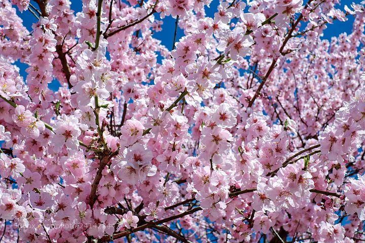 Fujifilm X-T10 sample photo. Japanese cherry trees photography