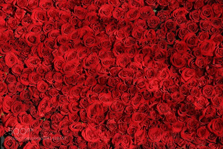 Canon EOS 10D sample photo. Rose photography