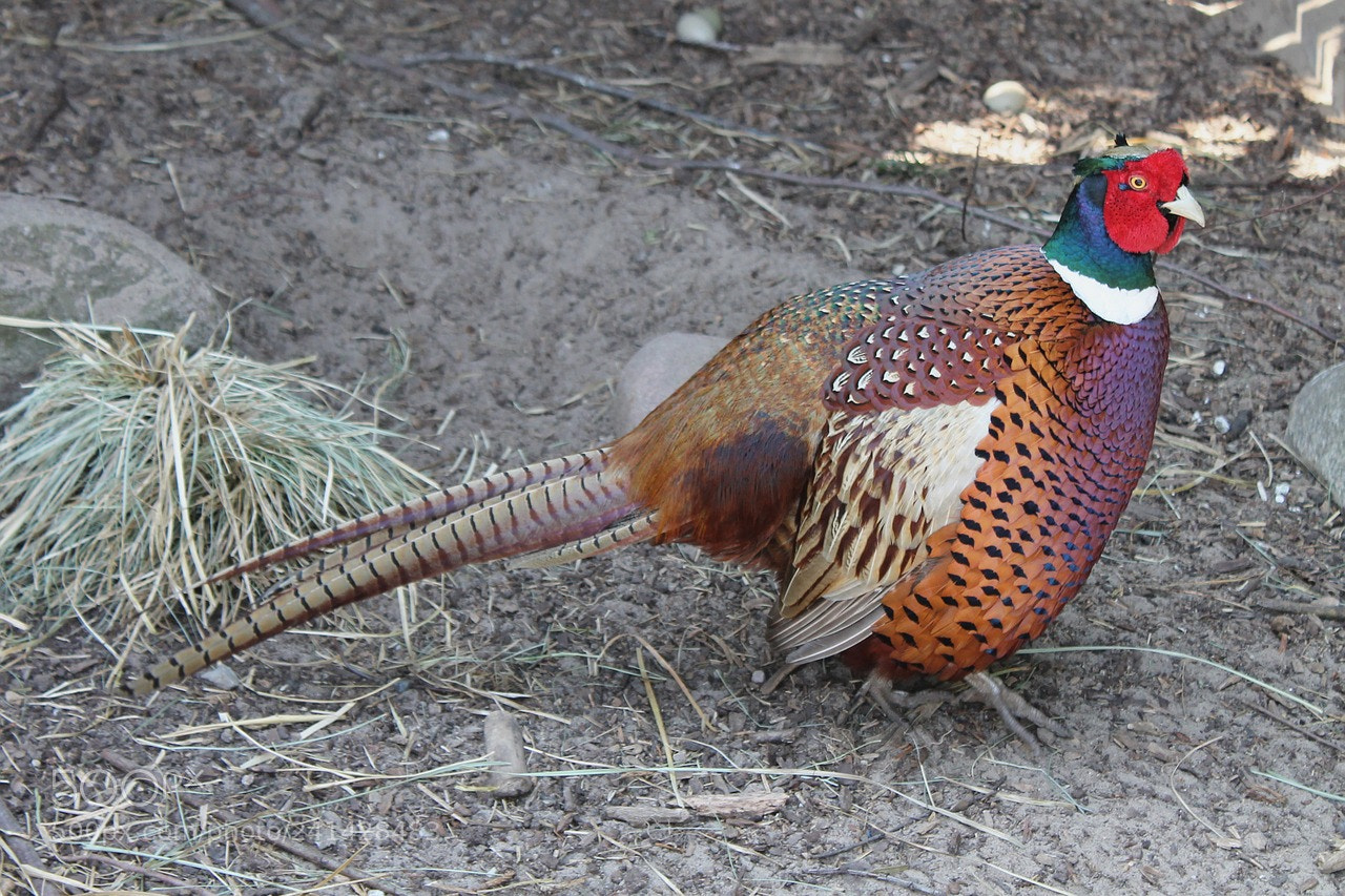 Canon EOS 1100D (EOS Rebel T3 / EOS Kiss X50) sample photo. Pheasant photography