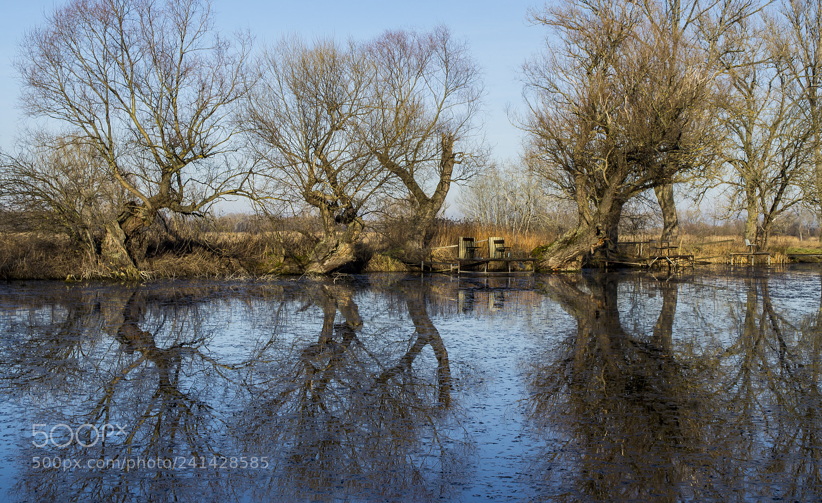 Nikon D3100 sample photo. T li fa szobrok..winter photography