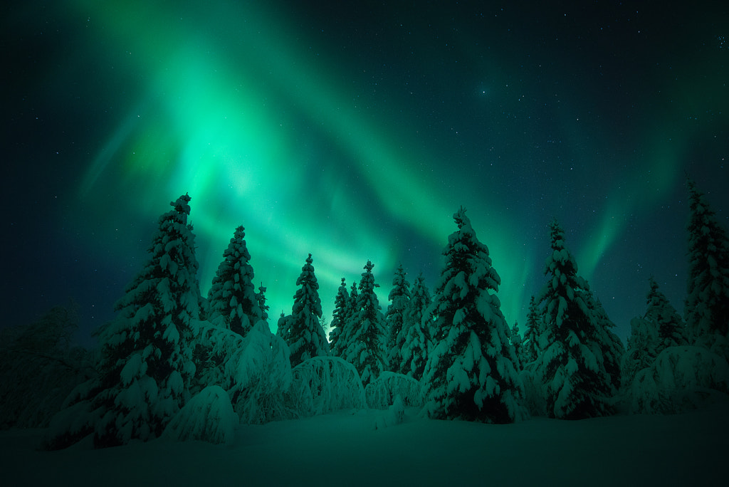 Aurora Forest by Arild Heitmann on 500px.com