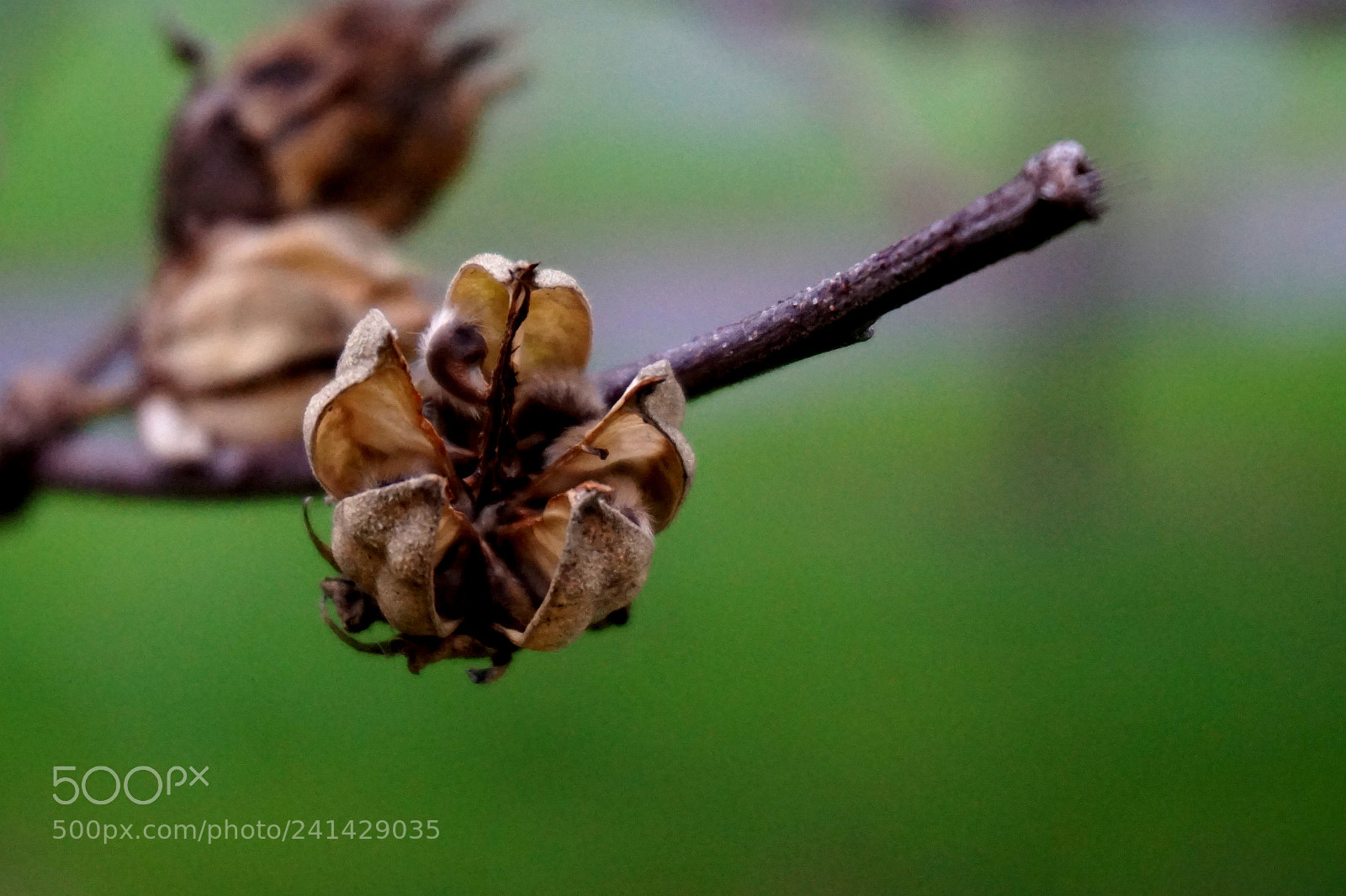 Sony Alpha a5000 (ILCE 5000) sample photo. Good evening and happy photography