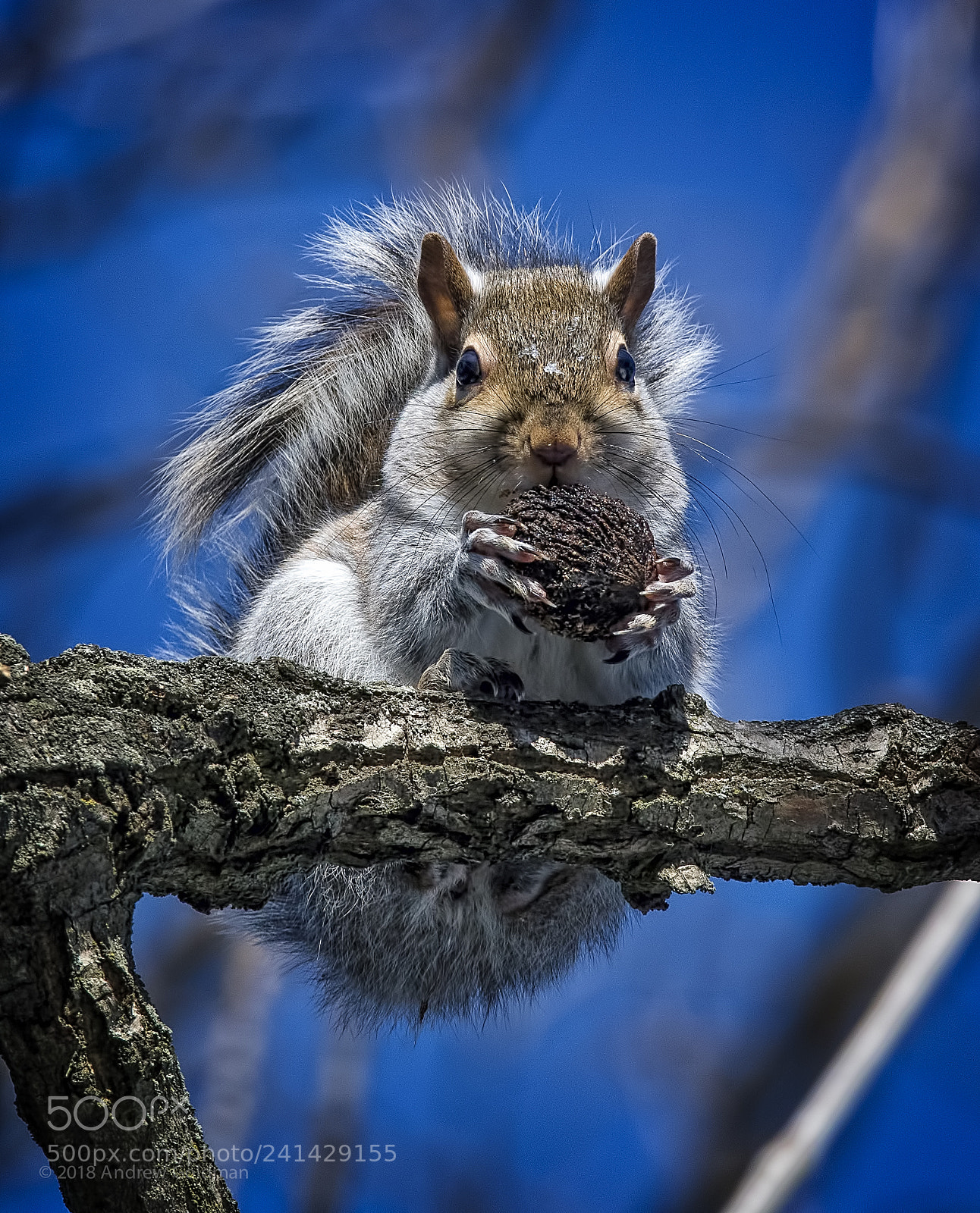 Nikon D500 sample photo. Nut for you photography