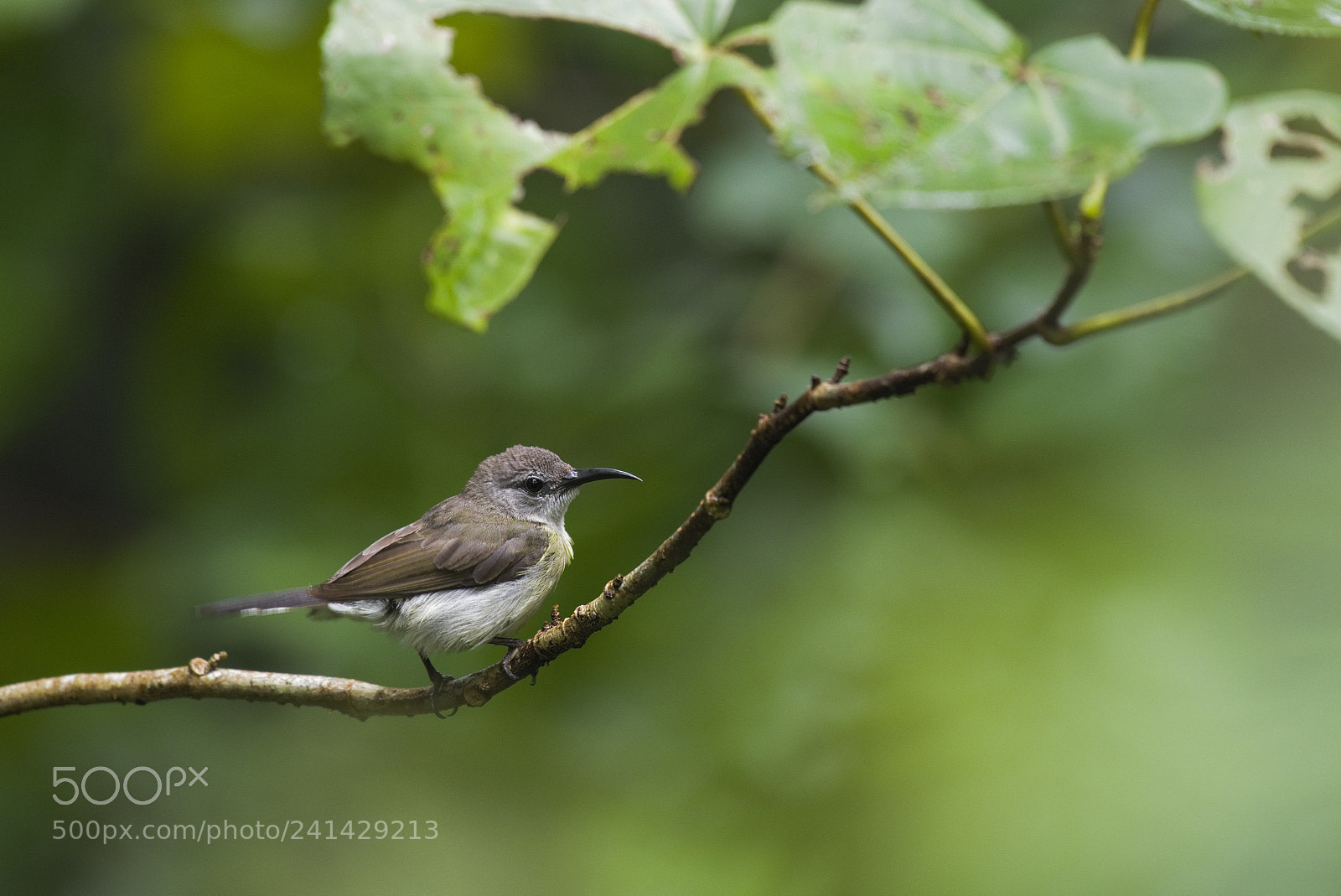 Nikon D610 sample photo. Bird sungei buloh photography