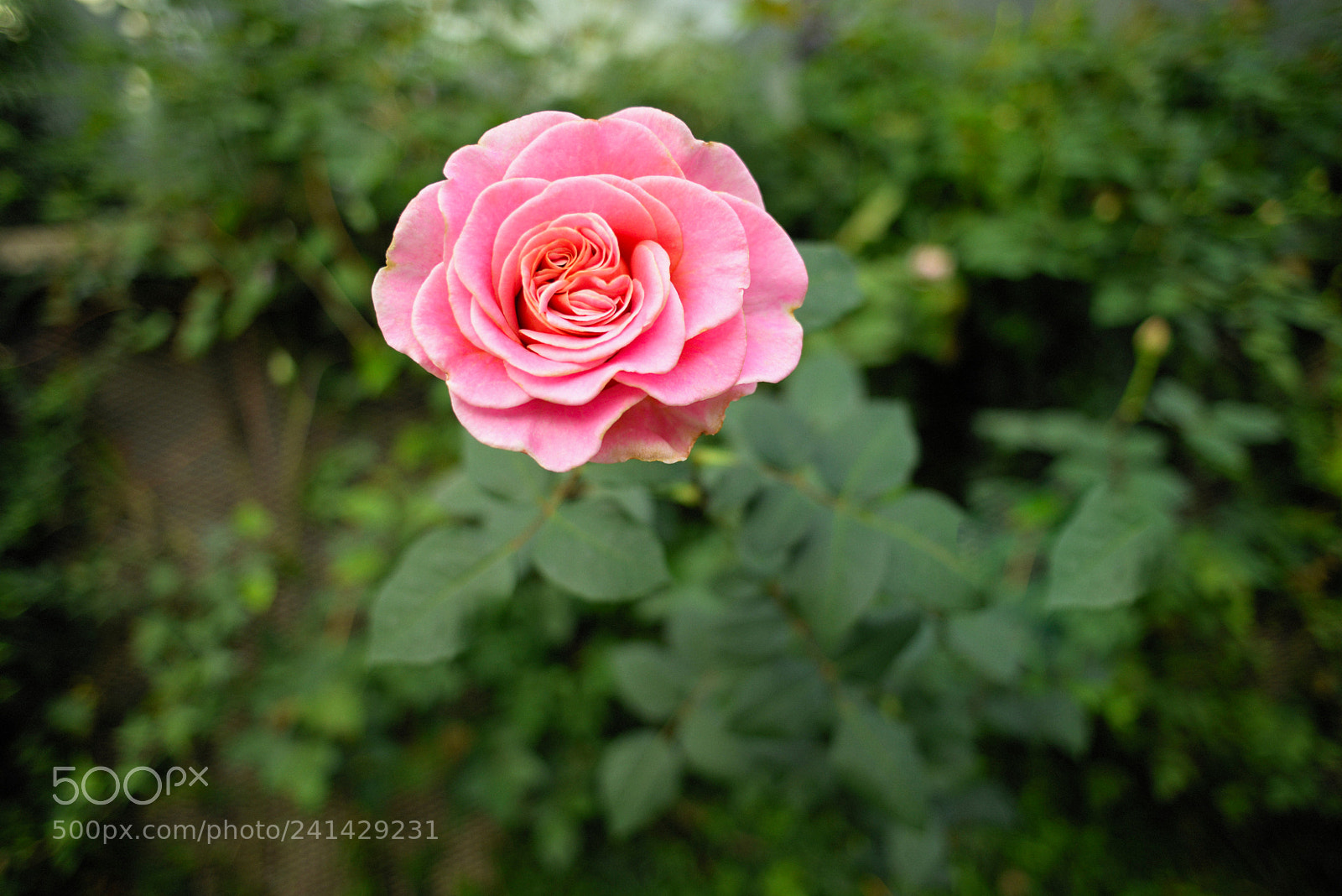 Nikon D610 sample photo. Flower rose photography