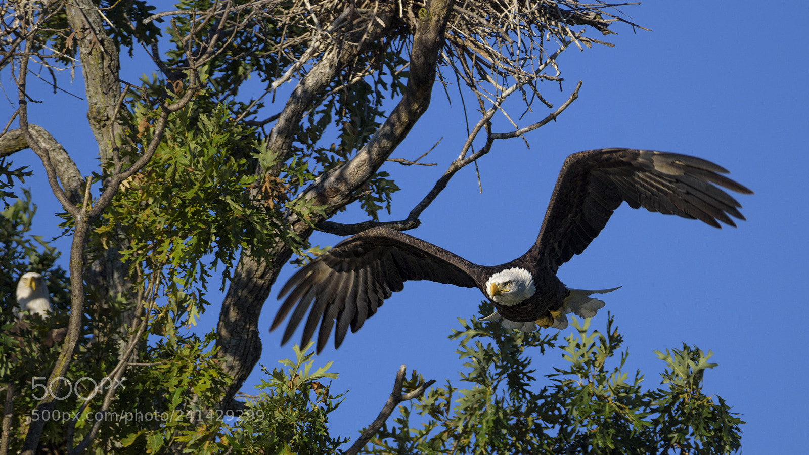 Nikon D7200 sample photo. Honey, i am home! photography