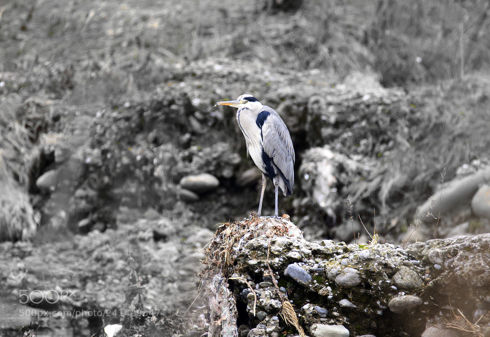 Nikon D7100 sample photo. Dominator photography