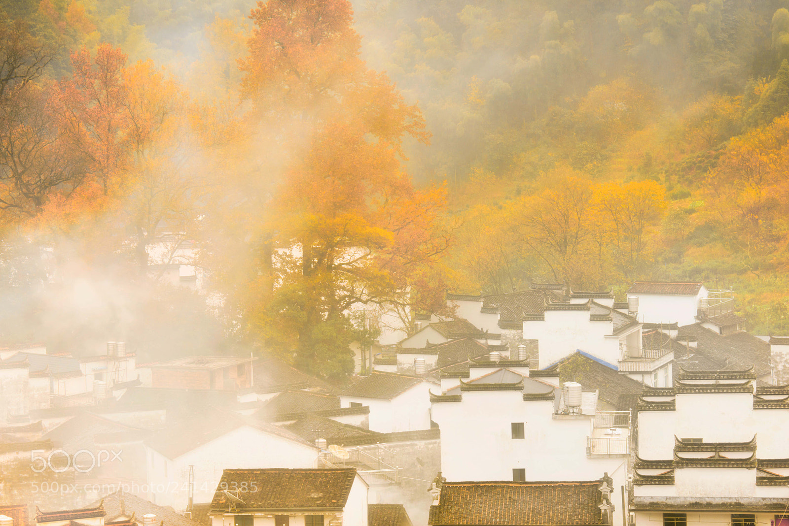 Nikon D800E sample photo. Golden season photography