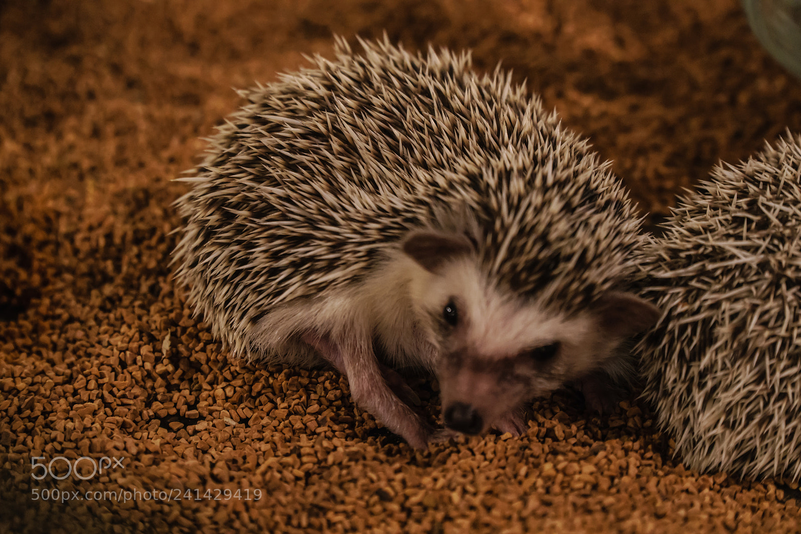 Sony a6300 sample photo. Hedgehog 1 photography