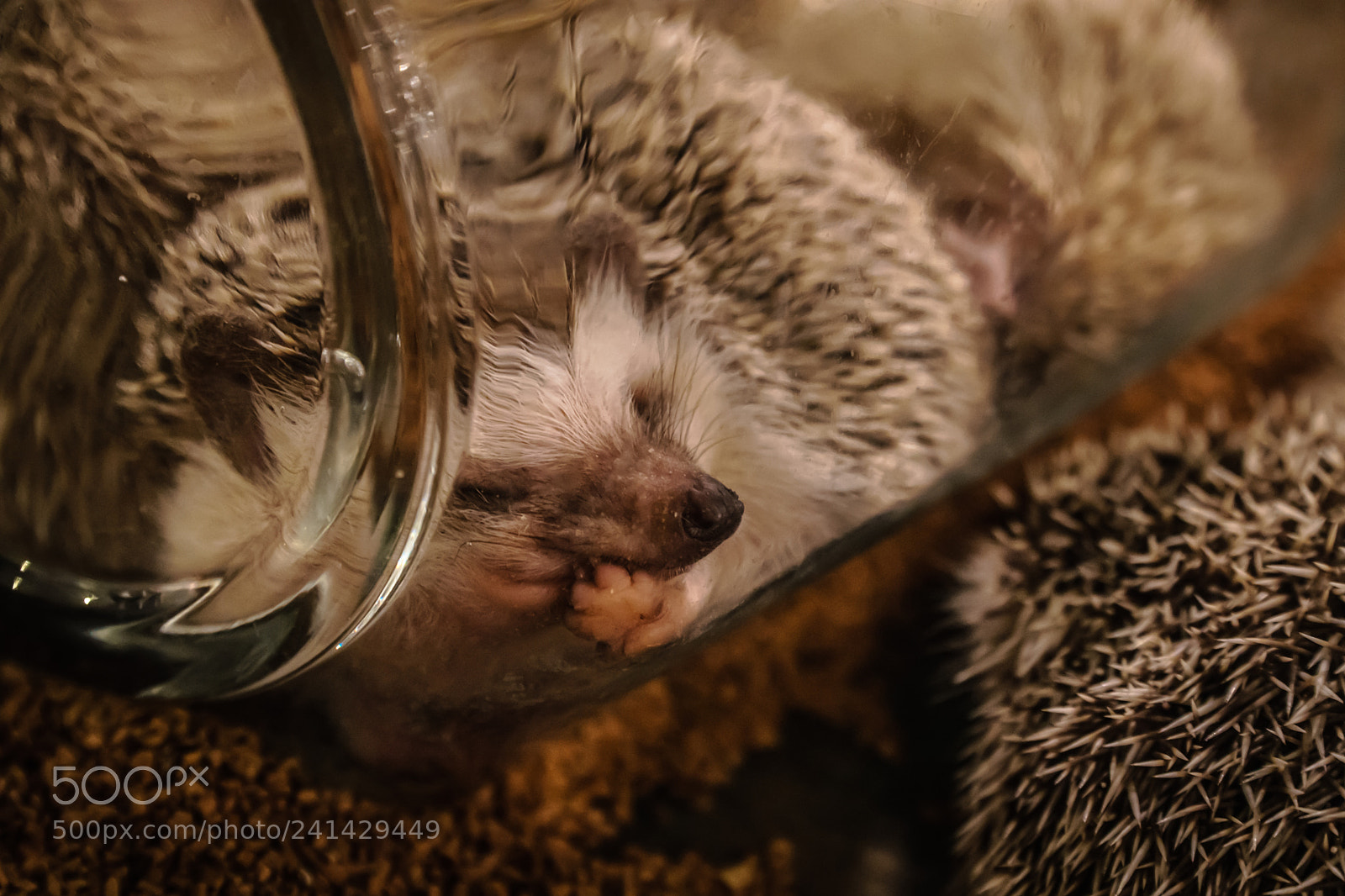Sony a6300 sample photo. Hedgehog 3 photography