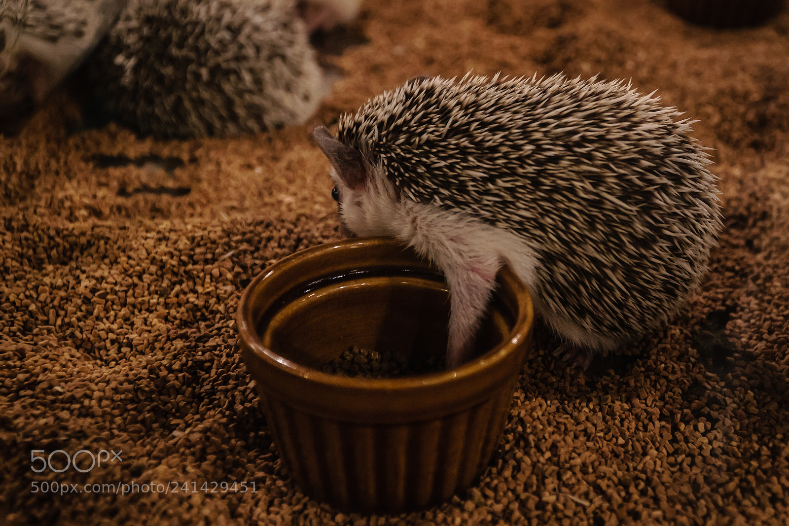 Sony a6300 sample photo. Hedgehog 2 photography