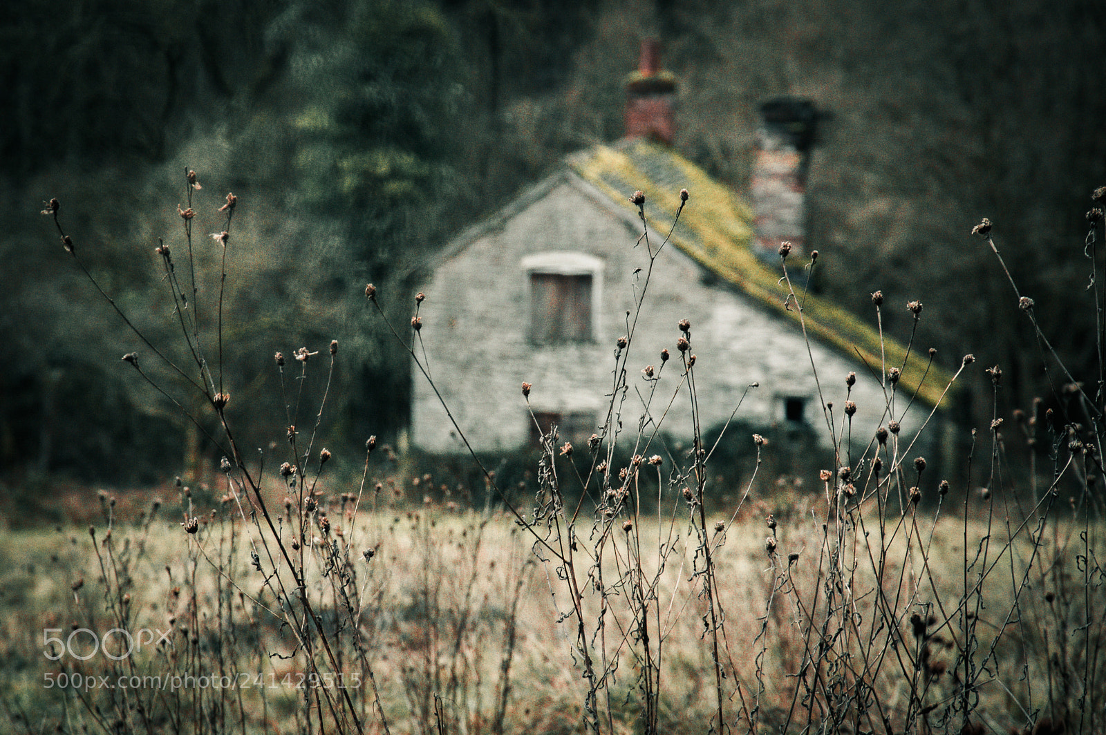 Nikon D3200 sample photo. Winters day at the photography
