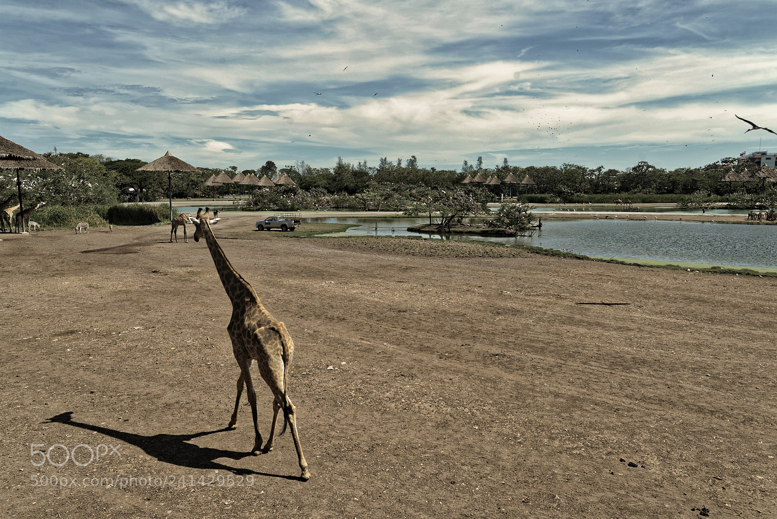 Nikon D610 sample photo. Giraffee bkk photography