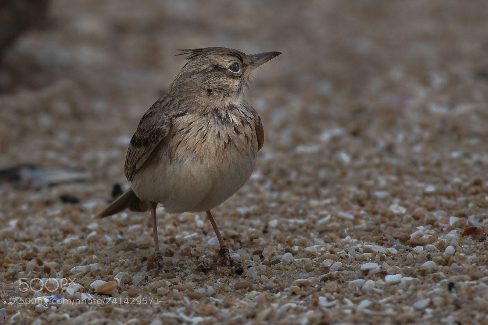 Nikon D500 sample photo. Wet and lonely photography