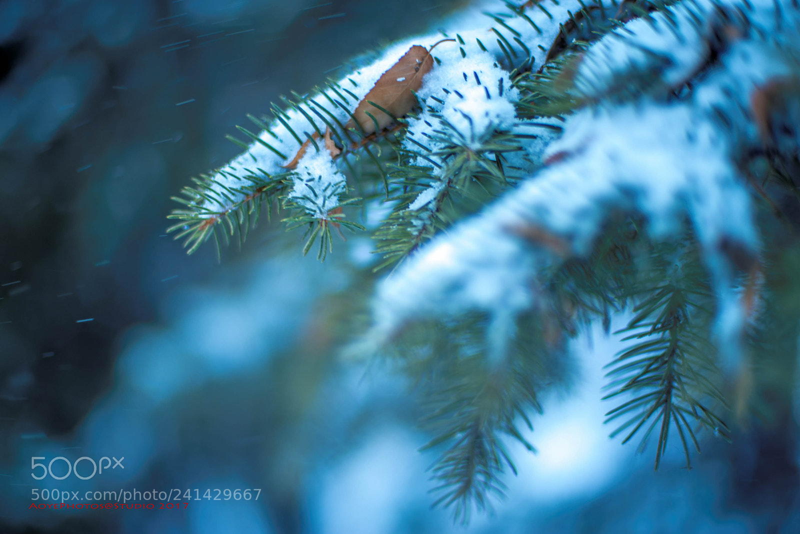Nikon D800 sample photo. Untitled photography