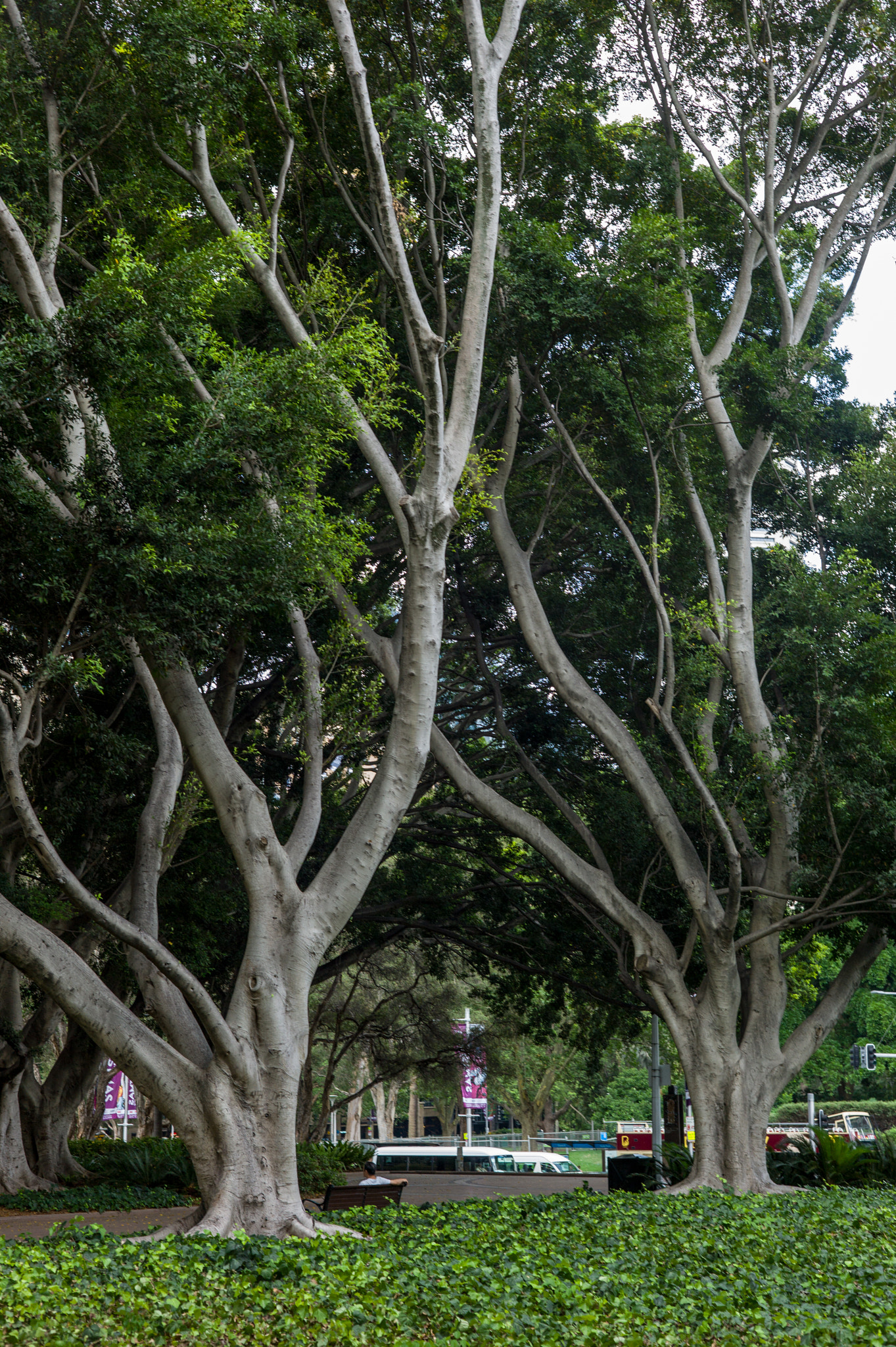 Leica M9 + Summicron-M 50mm f/2 (IV, V) sample photo. In the park photography