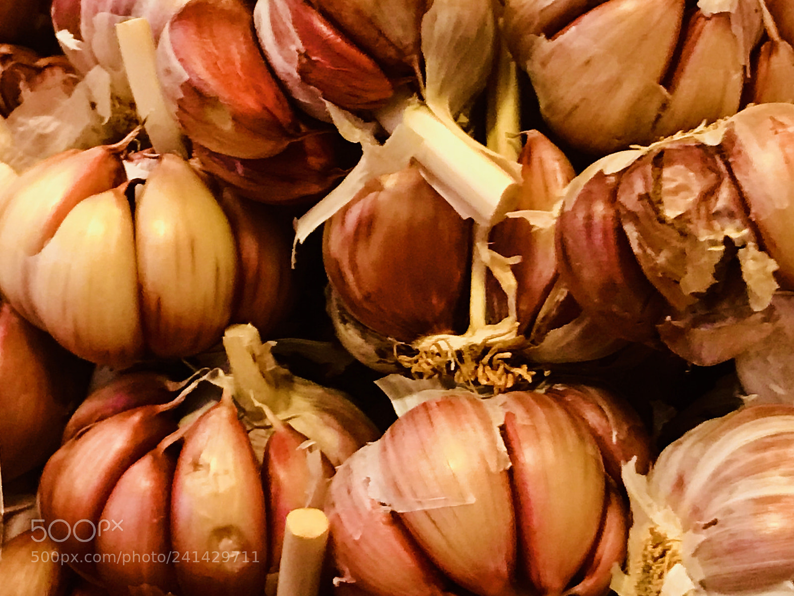 Apple iPhone 7 Plus sample photo. Garlic photography