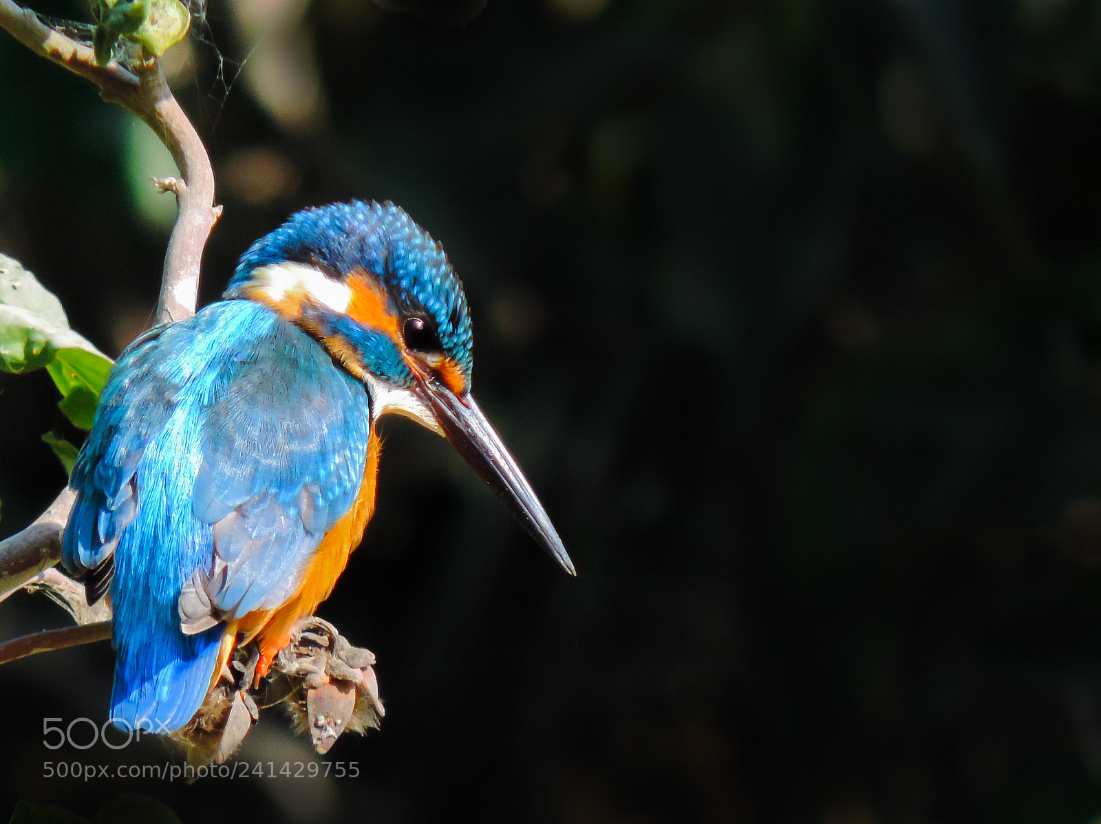 Nikon Coolpix P520 sample photo. Common kingfisher photography