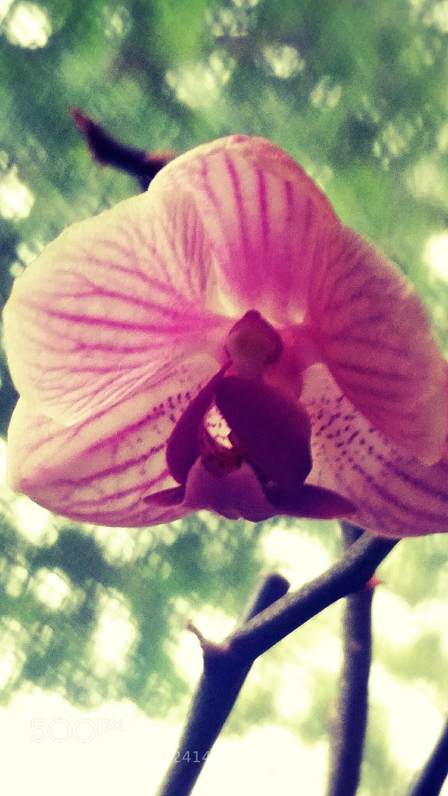 Samsung Galaxy S5 sample photo. Baby orchid photography