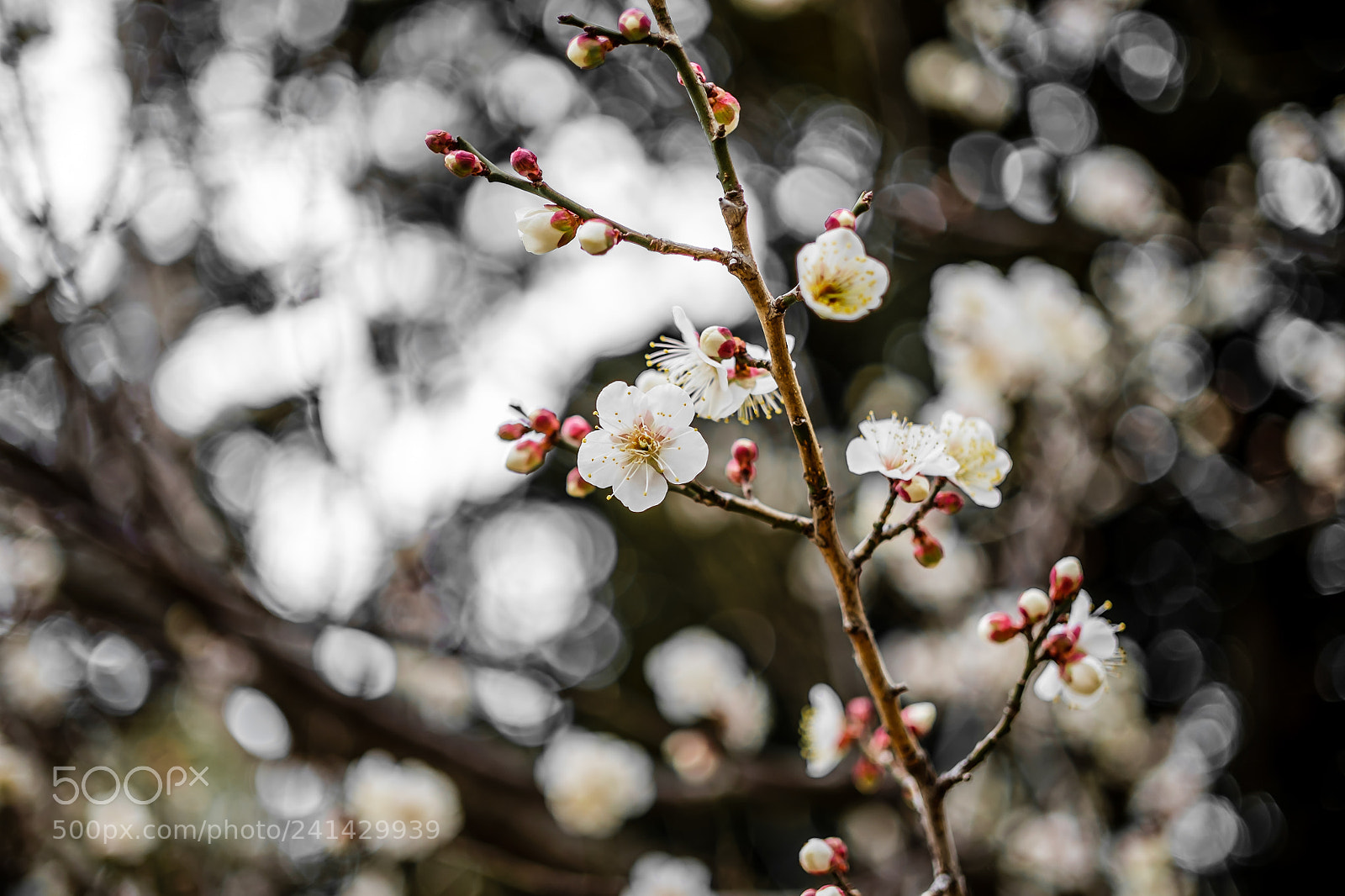 Fujifilm X-Pro1 sample photo. Awake by that winter photography