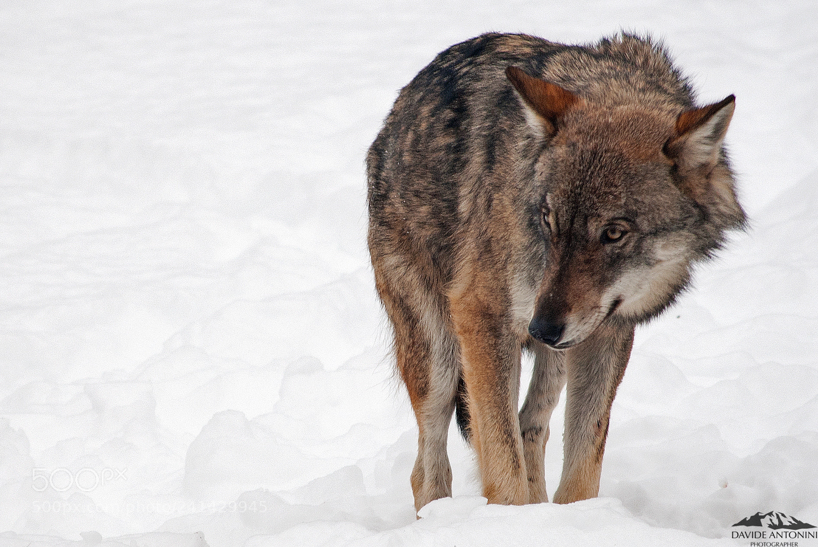 Nikon D3000 sample photo. A wolf into the photography